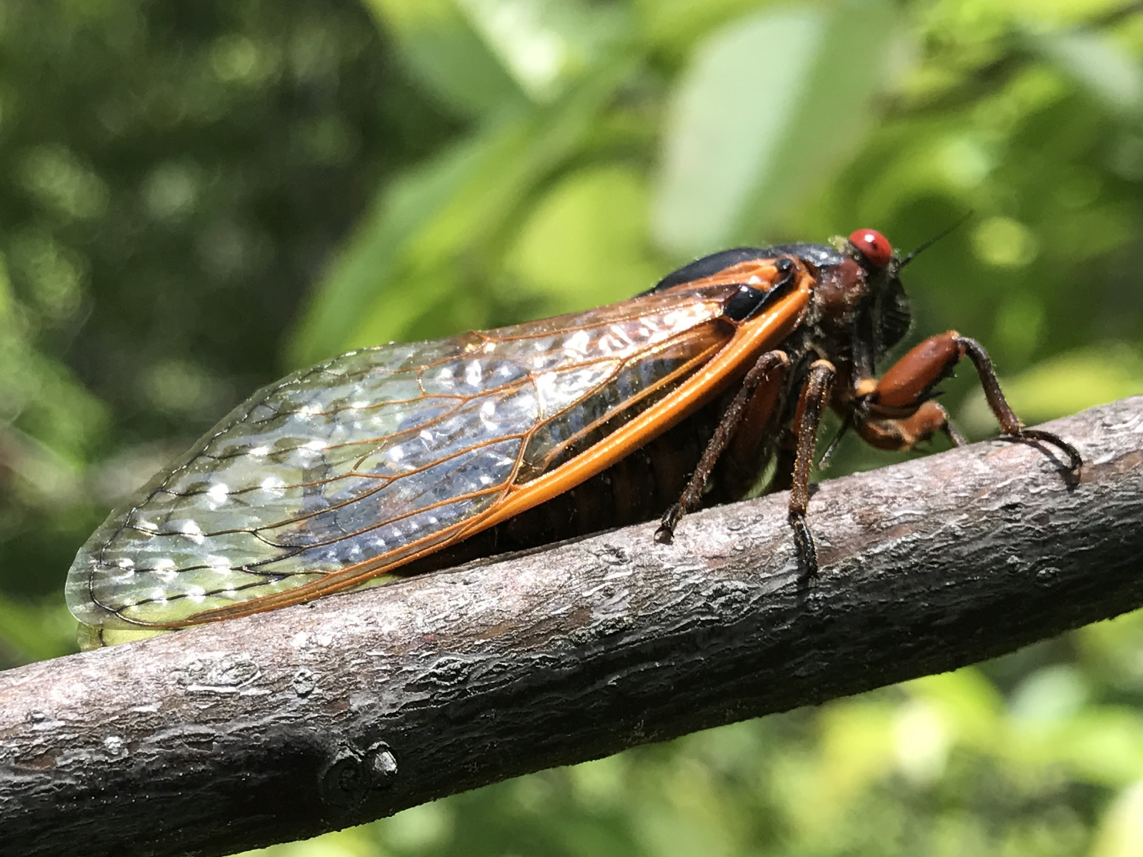 Brood VI of the 17 Year Periodical Cicada – Meadowbrook Log Cabin